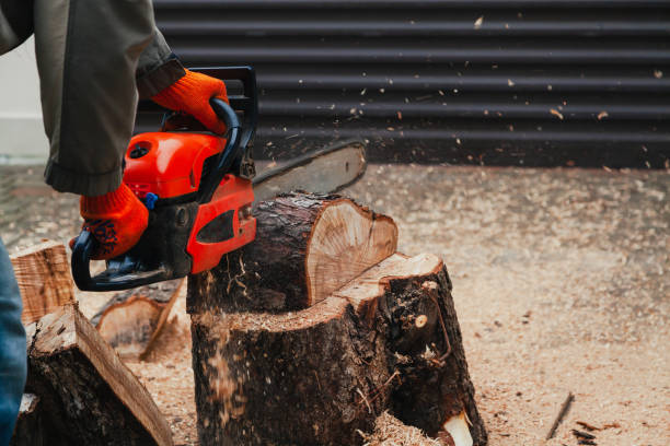 Motoserras e Electroserras